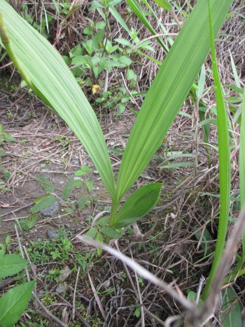 Bletia image