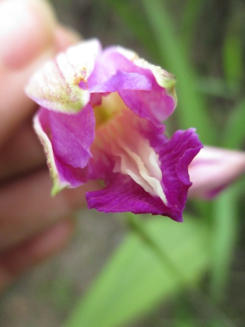 Bletia purpurea image