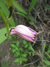 Media resource of Bletia purpurea