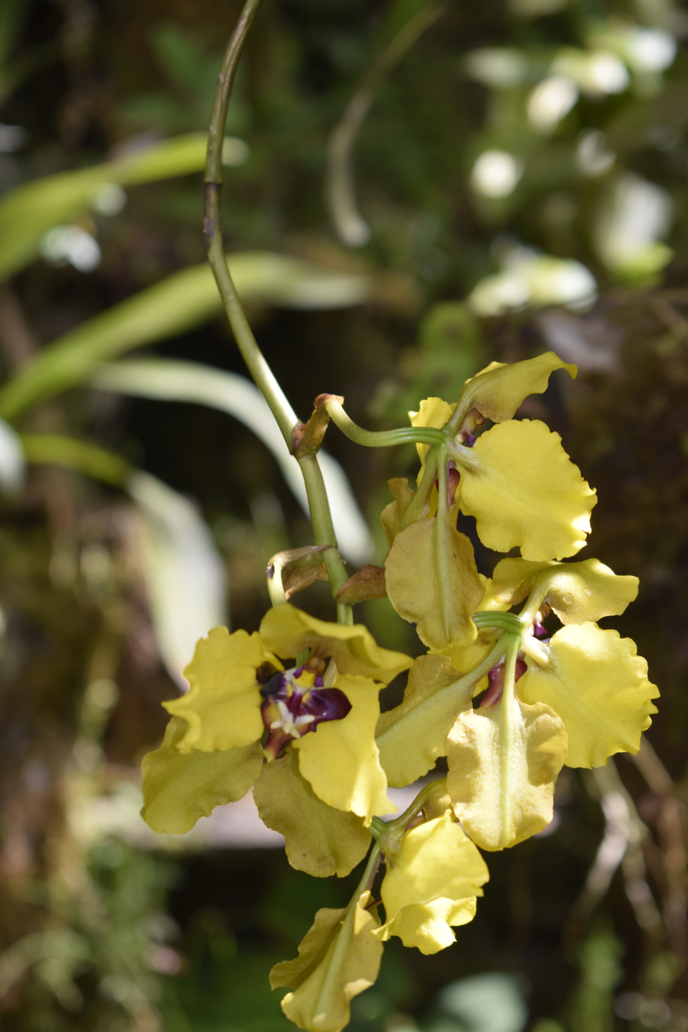 Cyrtochilum macranthum image