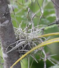 Tillandsia recurvata image