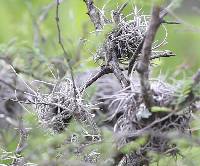 Tillandsia recurvata image