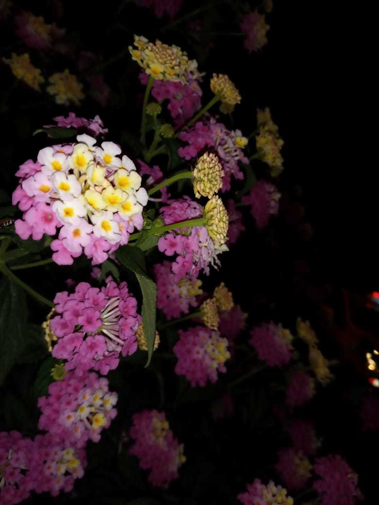 Lantana camara image