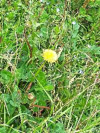 Taraxacum officinale image