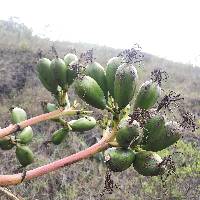 Agave americana image