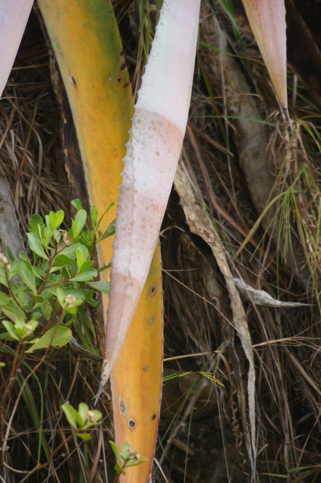 Agave americana image