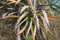 Agave americana image