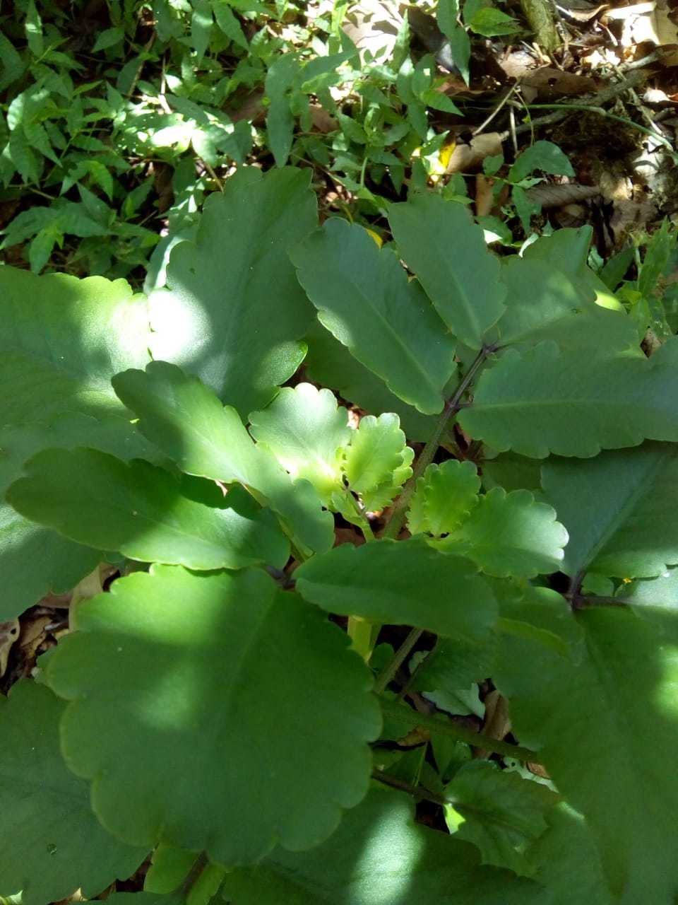 Kalanchoe image