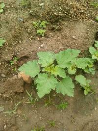 Media resource of Xanthium orientale