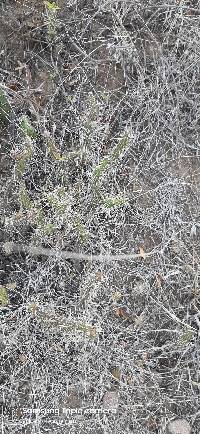 Media resource of Opuntia pubescens