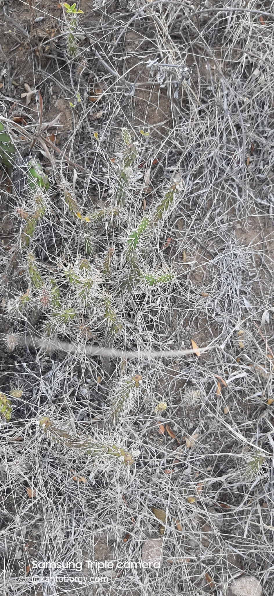 Opuntia pubescens image