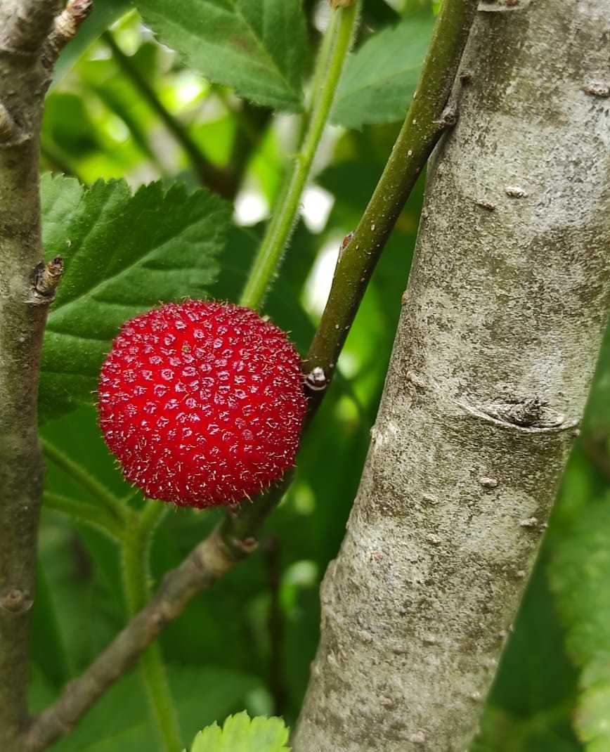 Rubus rosifolius image
