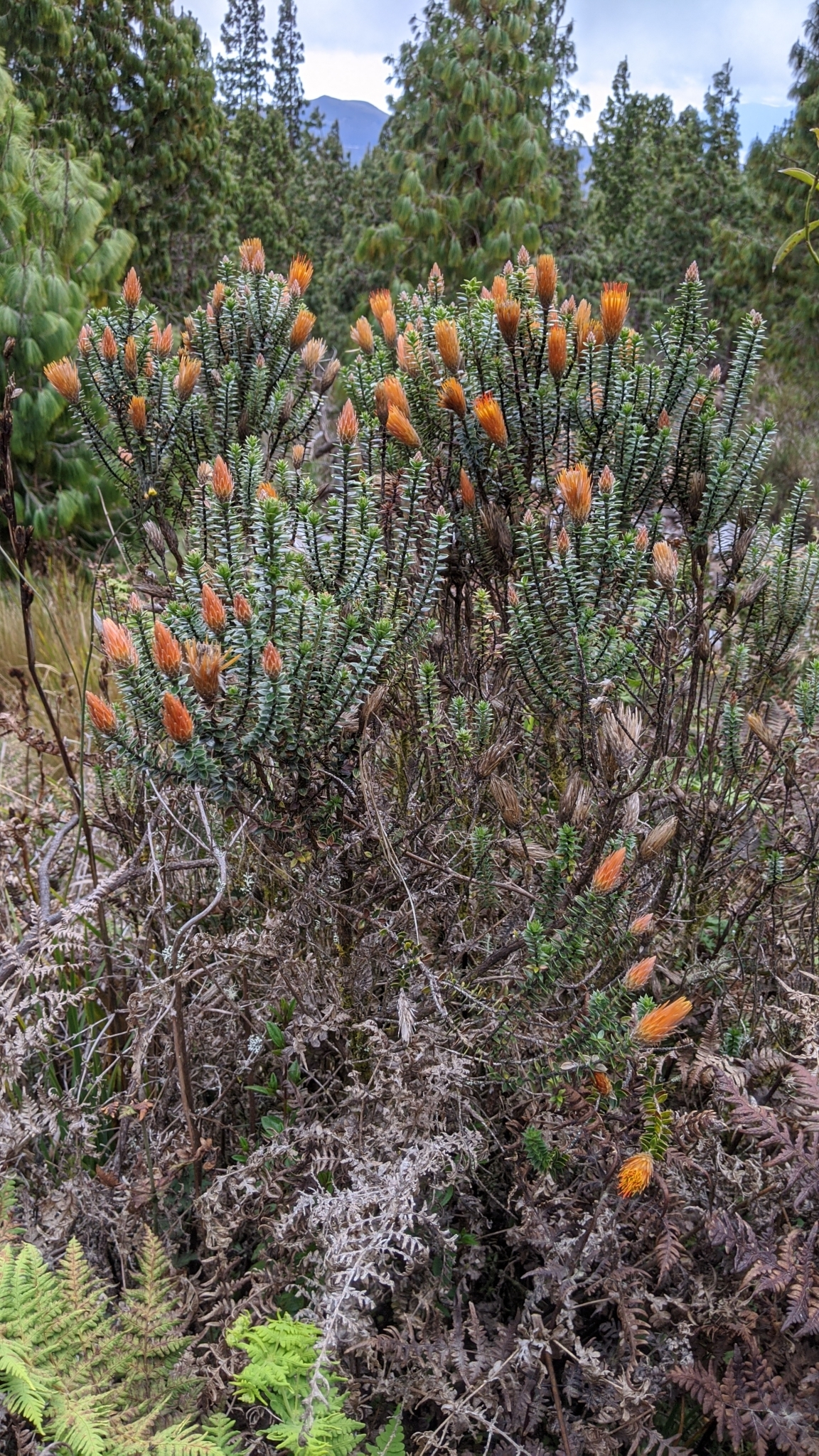 Chuquiraga jussieui image