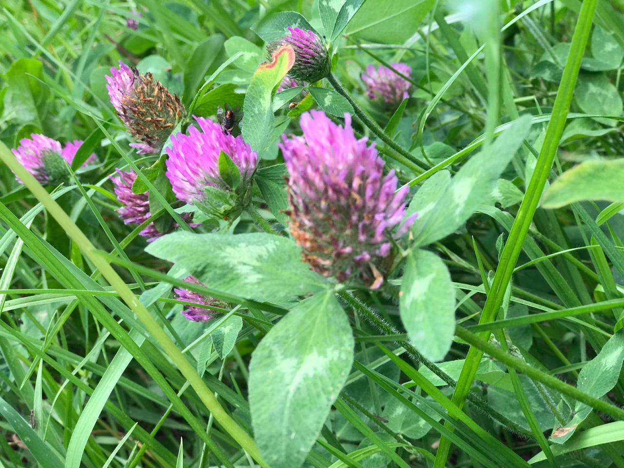 Trifolium pratense image