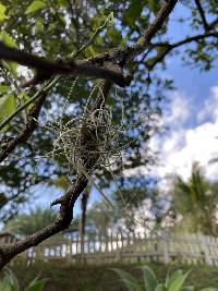 Tillandsia recurvata image