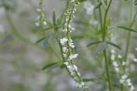 Melilotus albus image