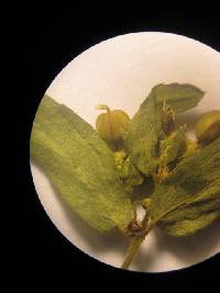 Media resource of Euphorbia hyssopifolia