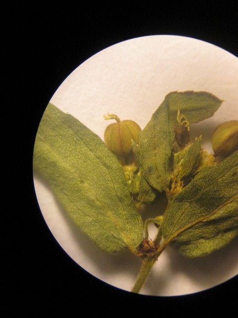 Euphorbia hyssopifolia image