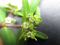 Euphorbia hyssopifolia image