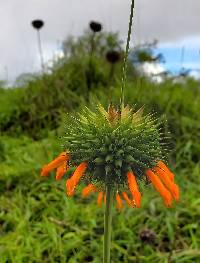 Leonotis nepetifolia image