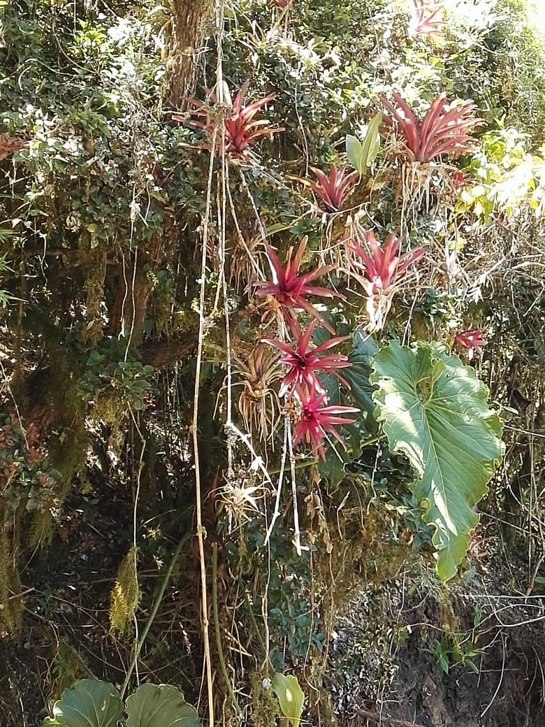 Tillandsia somnians image