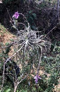Tillandsia straminea image
