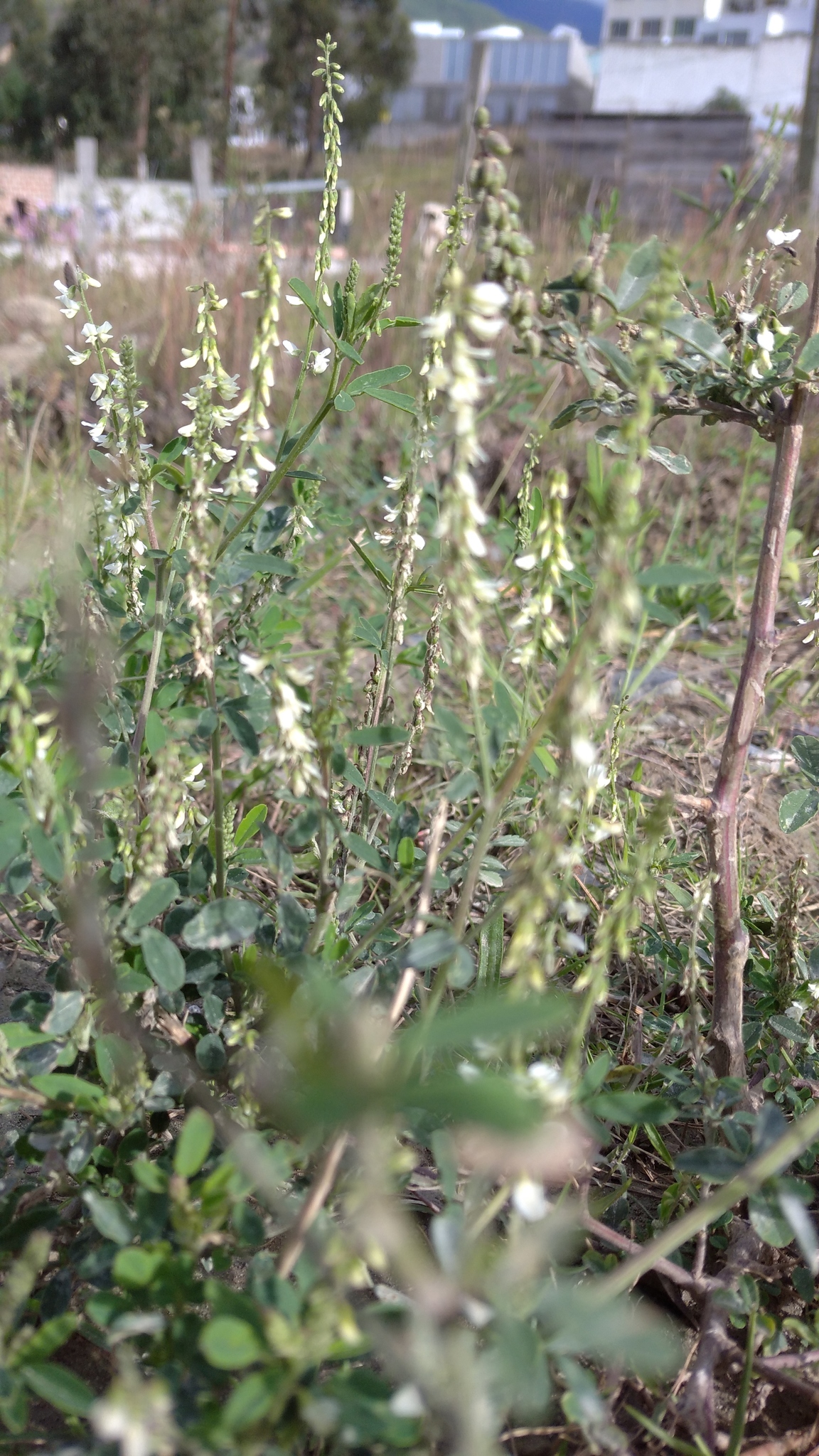 Melilotus albus image
