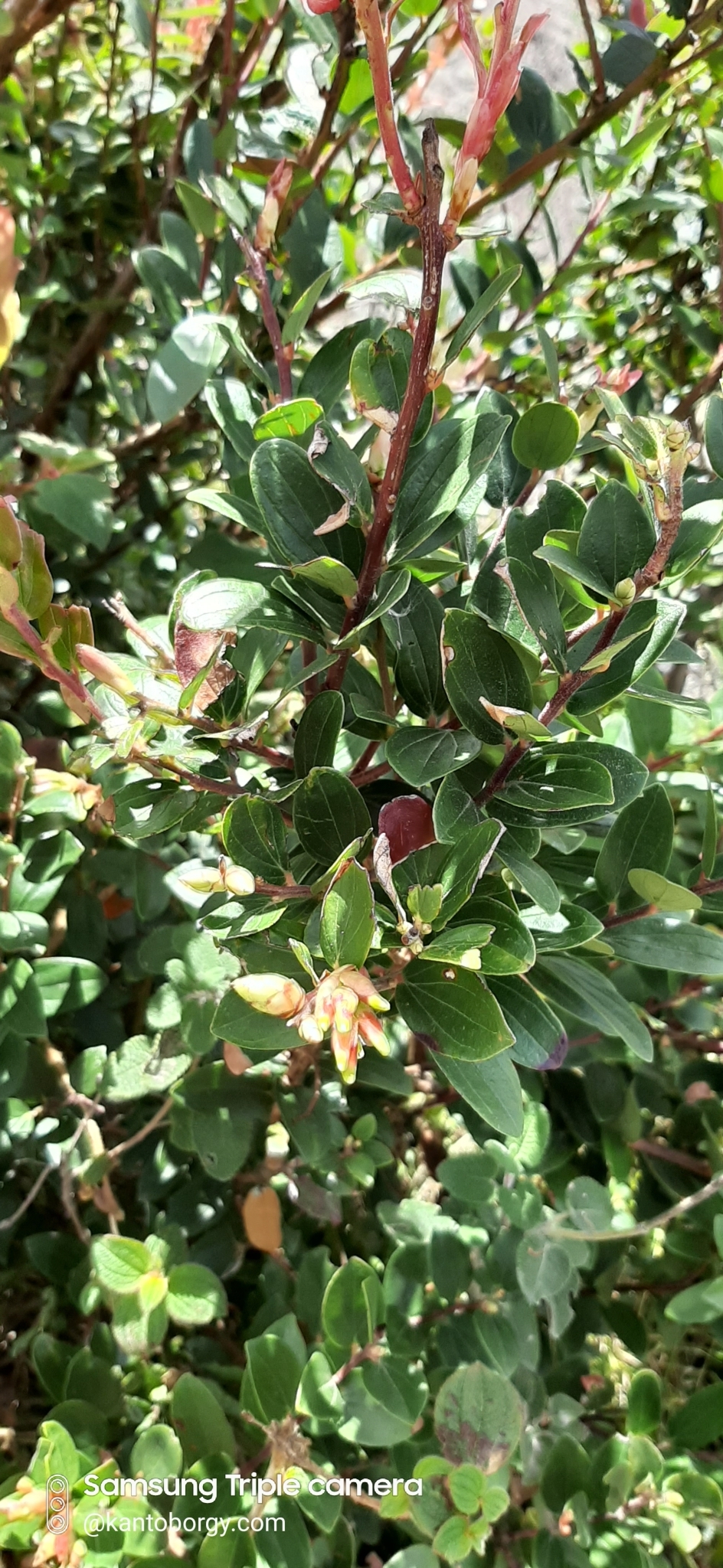 Cavendishia bracteata image