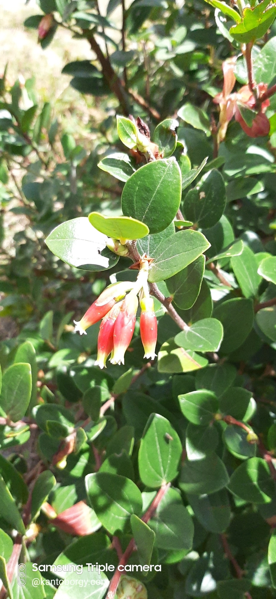 Cavendishia image