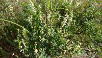 Melilotus albus image