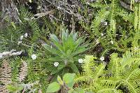 Paepalanthus celsus image