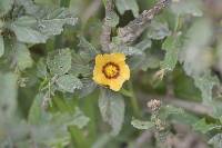 Sida rhombifolia image