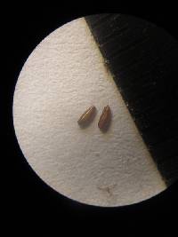 Media resource of Spermacoce orinocensis
