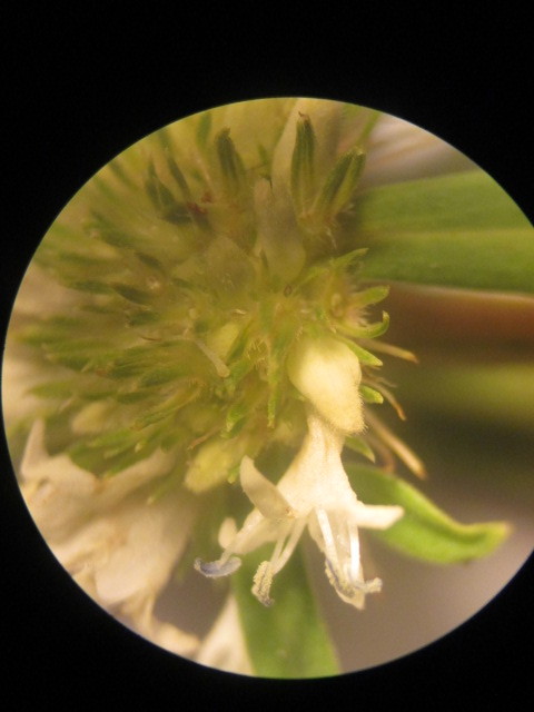 Spermacoce orinocensis image