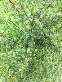 Sida rhombifolia image