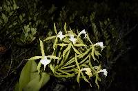 Epidendrum lacustre image