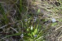 Paepalanthus celsus image