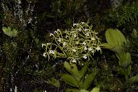 Epidendrum lacustre image