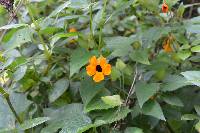 Thunbergia alata image
