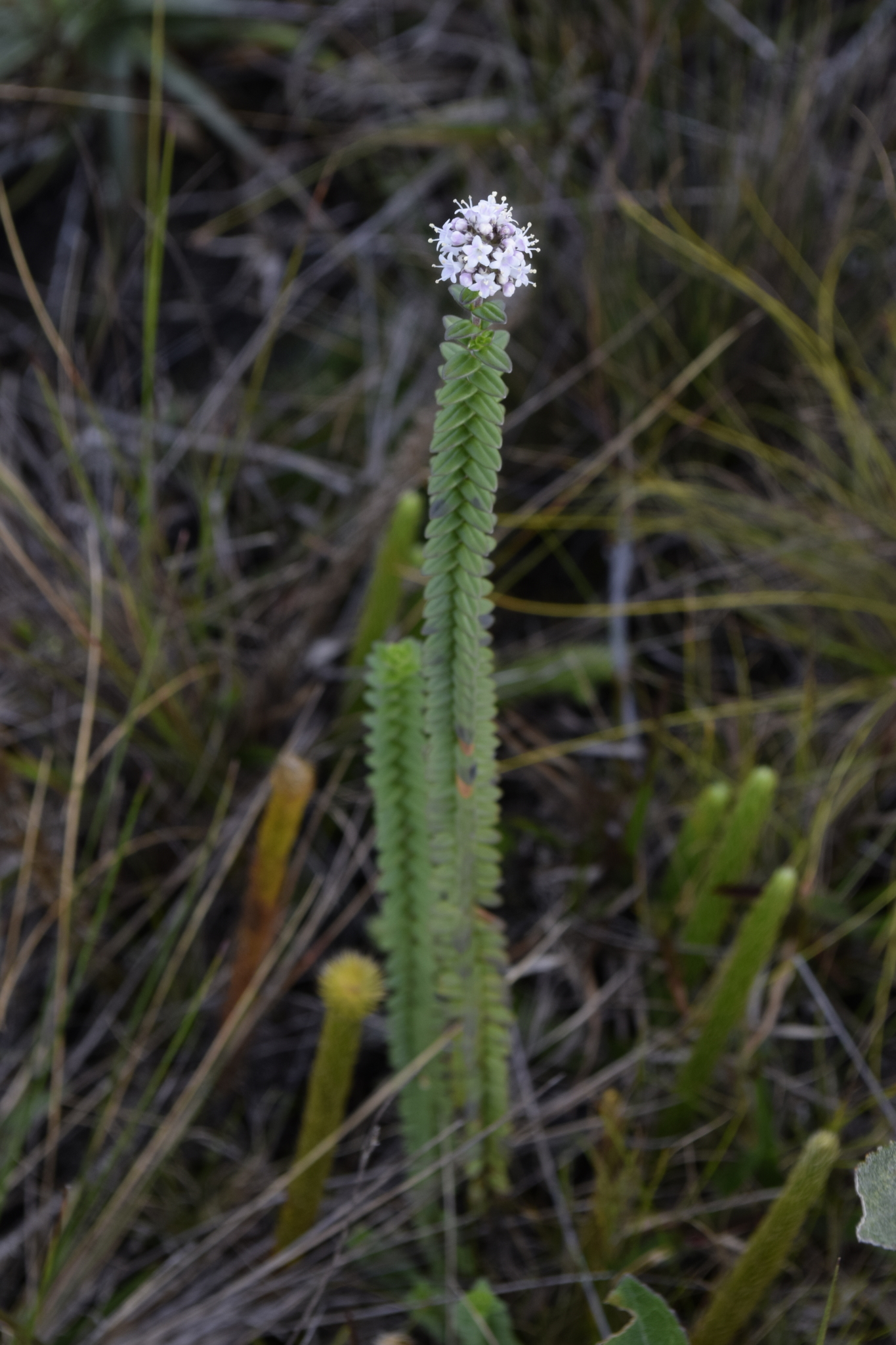 Valeriana microphylla image