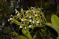 Epidendrum lacustre image