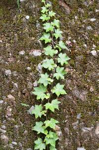 Media resource of Hedera helix