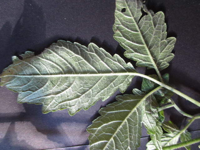 Loasaceae image