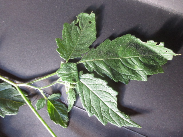 Loasaceae image