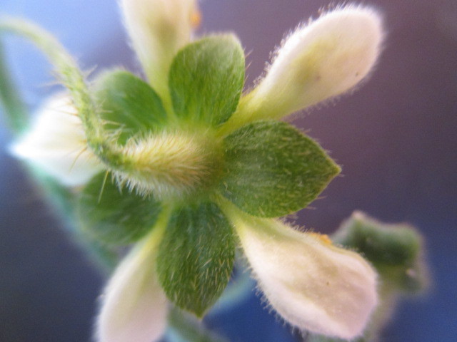 Loasaceae image