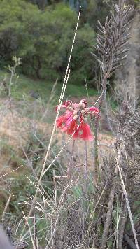 Kalanchoe delagoensis image