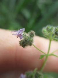 Media resource of Mesosphaerum sidifolium
