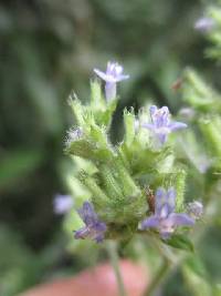 Media resource of Cantinoa mutabilis