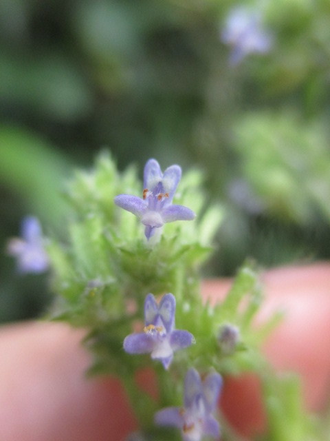 Cantinoa mutabilis image