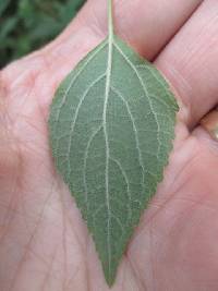 Cantinoa mutabilis image